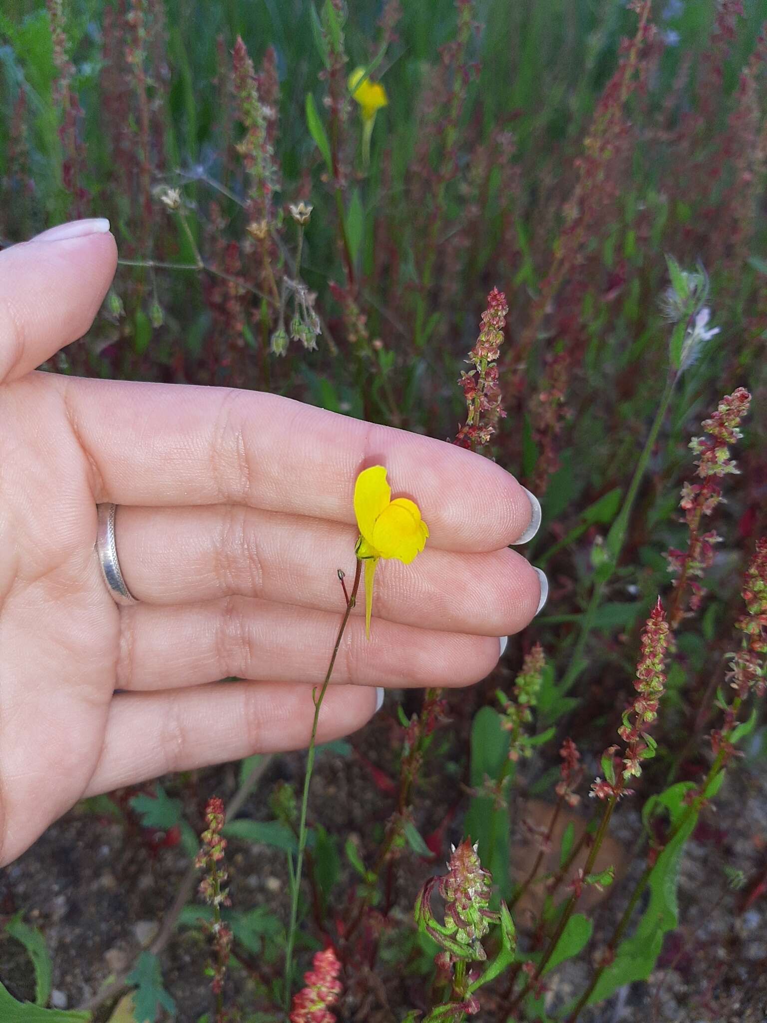 Image of ballast toadflax