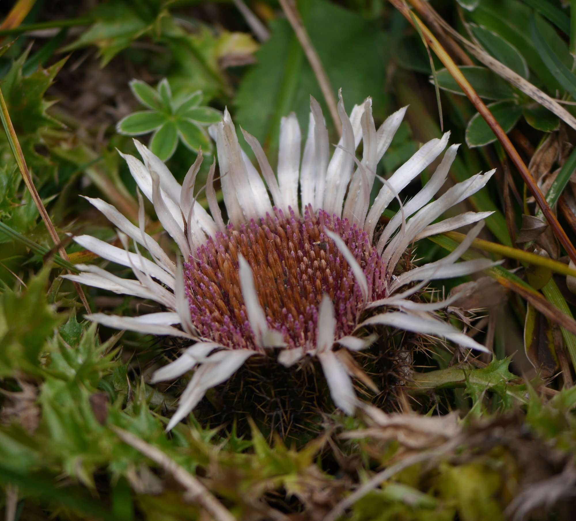 Image of Carlina acaulis L.