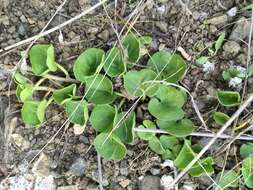 Dichondra donelliana Tharp & M. C. Johnston resmi