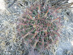 Image of Ferocactus latispinus (Haw.) Britton & Rose