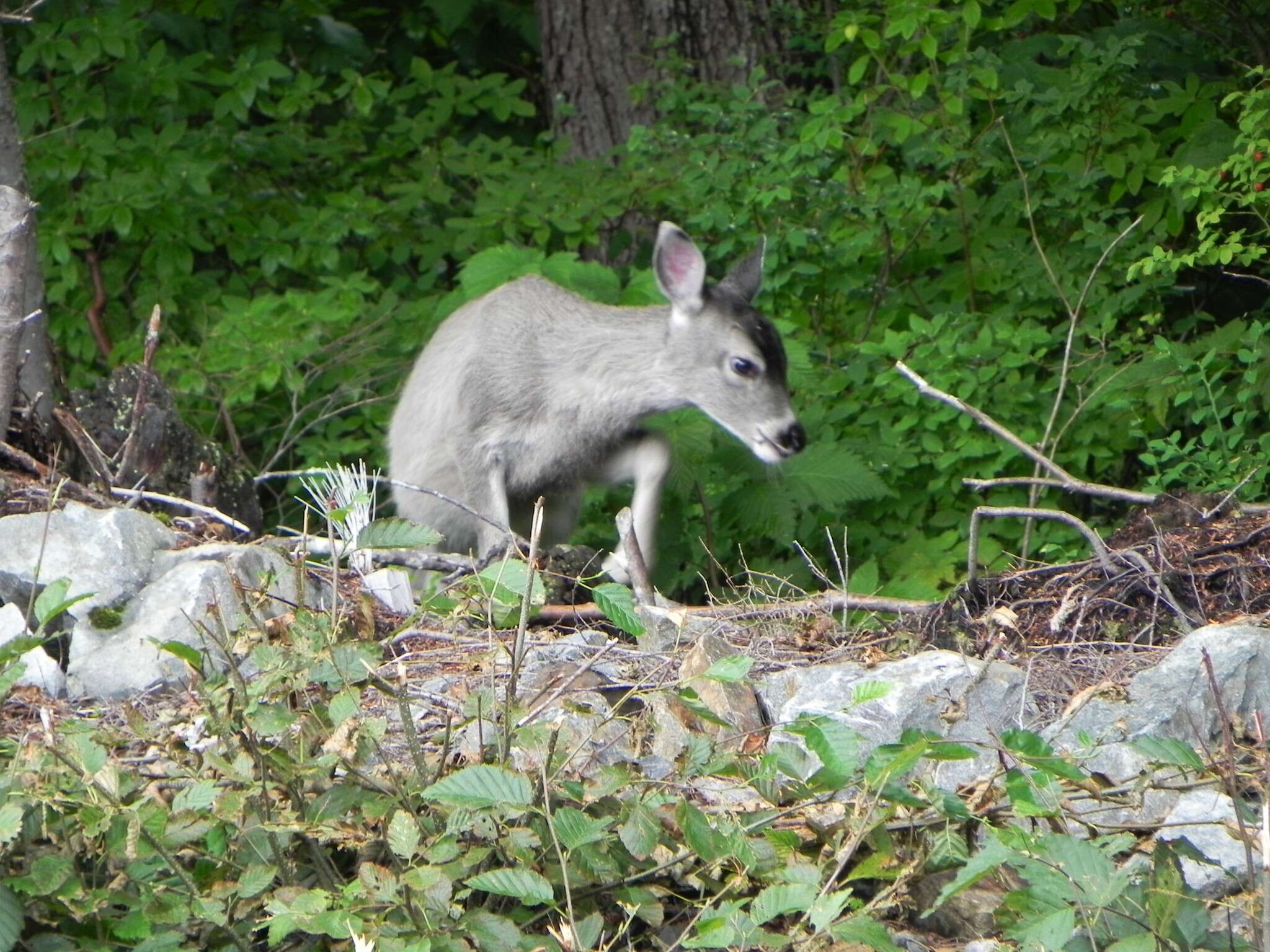 Odocoileus hemionus sitkensis Merriam 1898的圖片