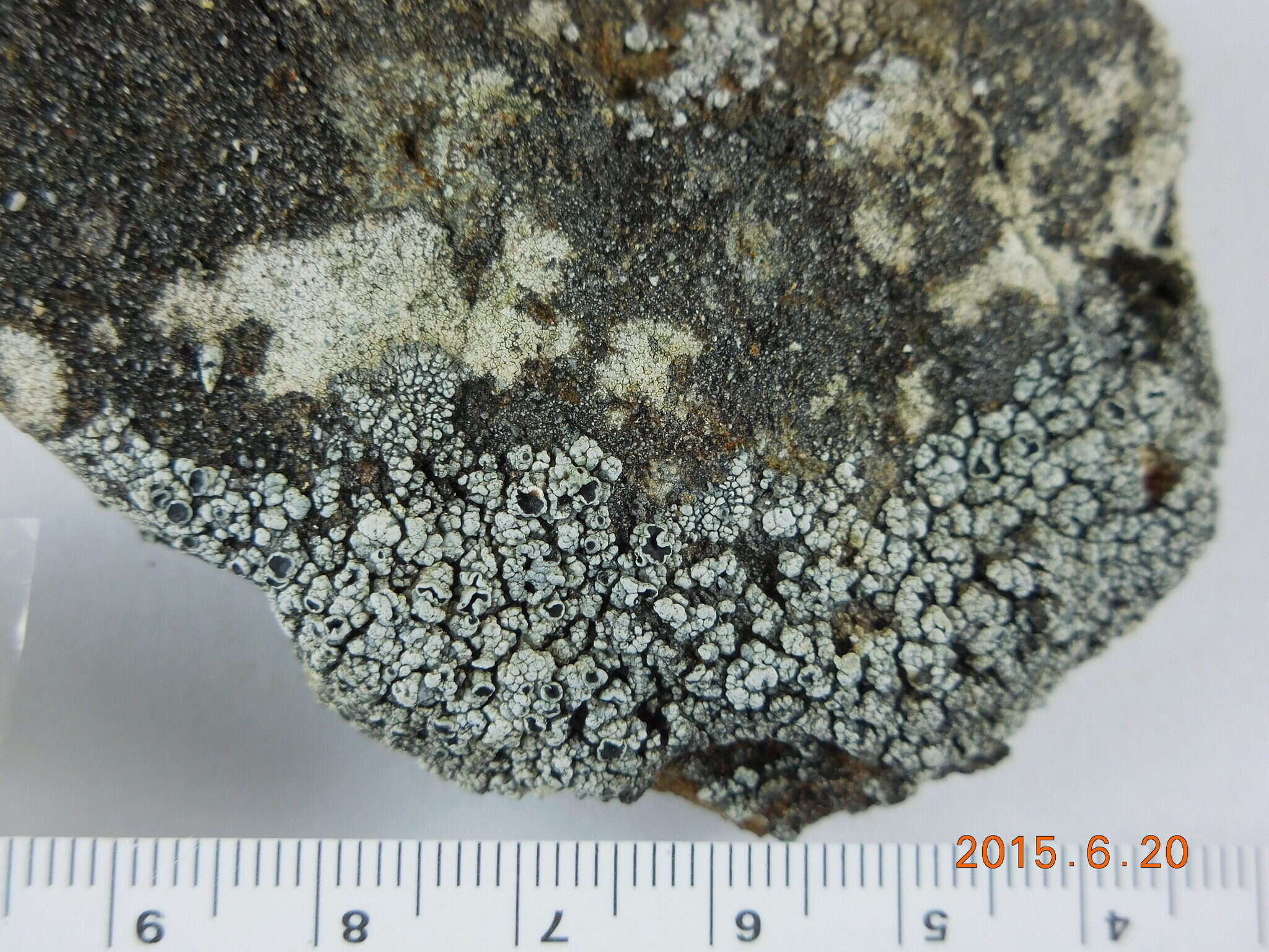 Image of rim lichen