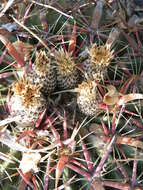 Image of Ferocactus latispinus (Haw.) Britton & Rose