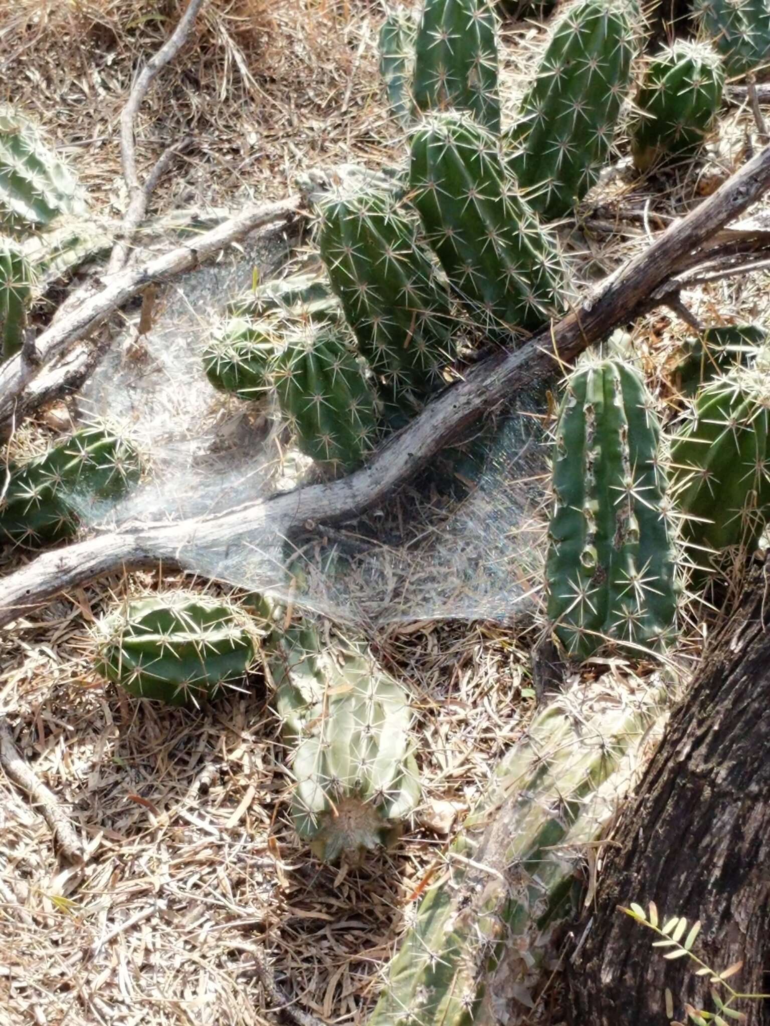 Image de Echinocereus enneacanthus subsp. brevispinus (W. O. Moore) N. P. Taylor