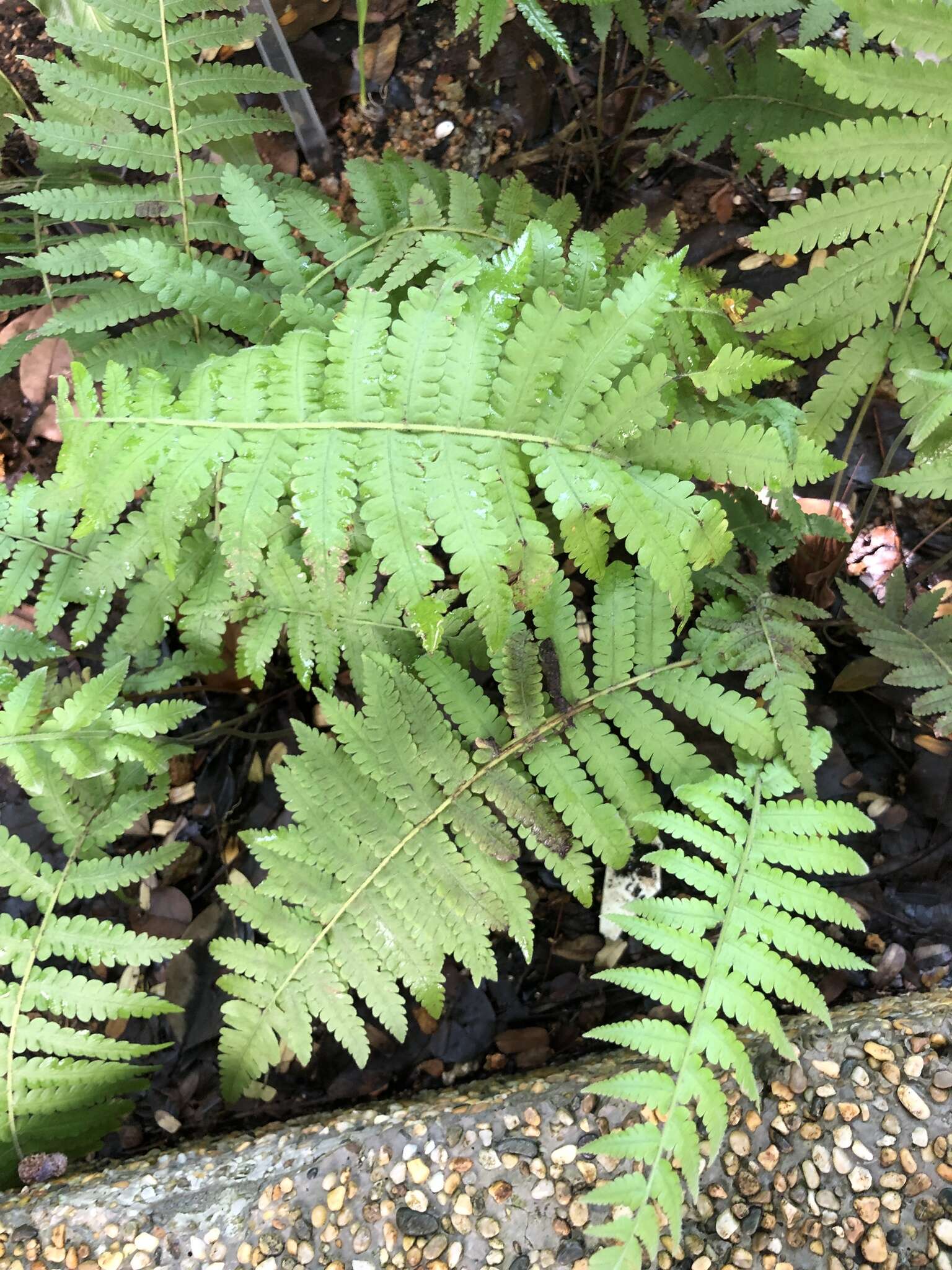 Image of Parasitic Waterfall Fern