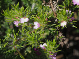 Image of Muraltia decipiens Schlechter