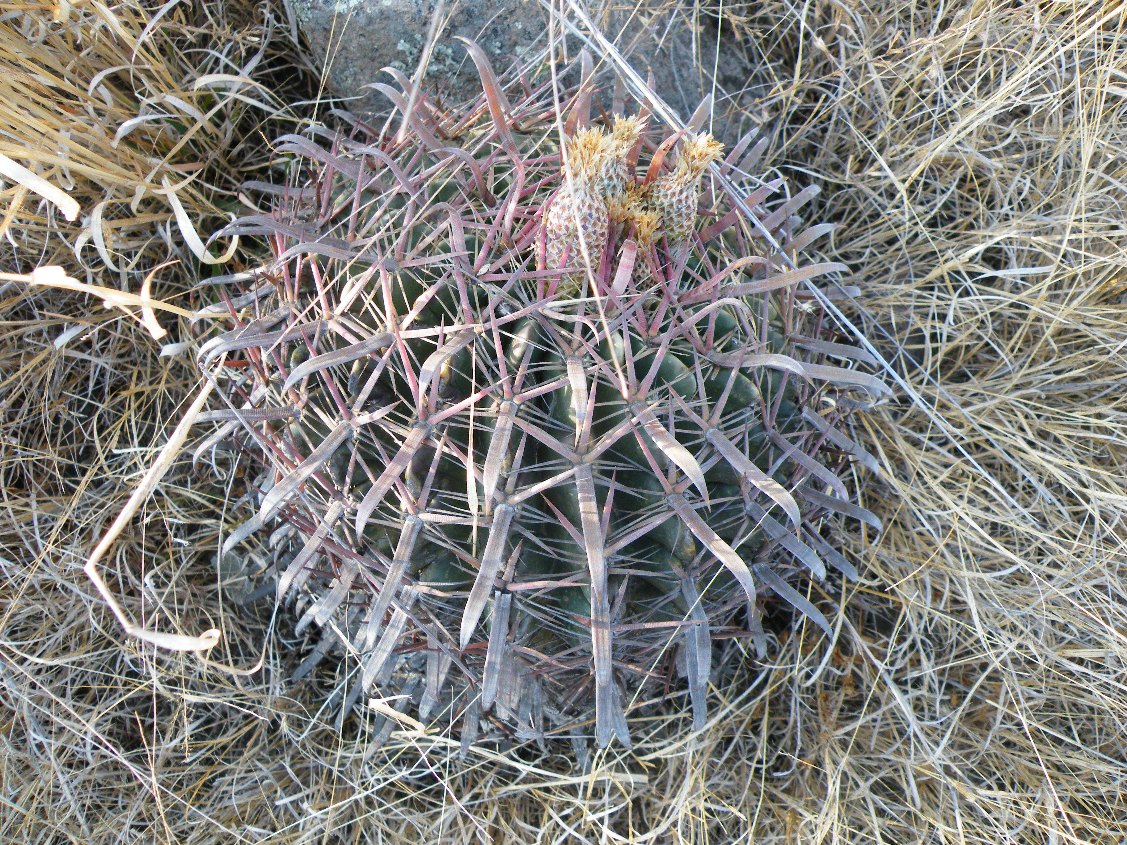 Image of Ferocactus latispinus (Haw.) Britton & Rose