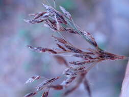 Image of Bulbostylis burchellii (Ficalho & Hiern) C. B. Clarke