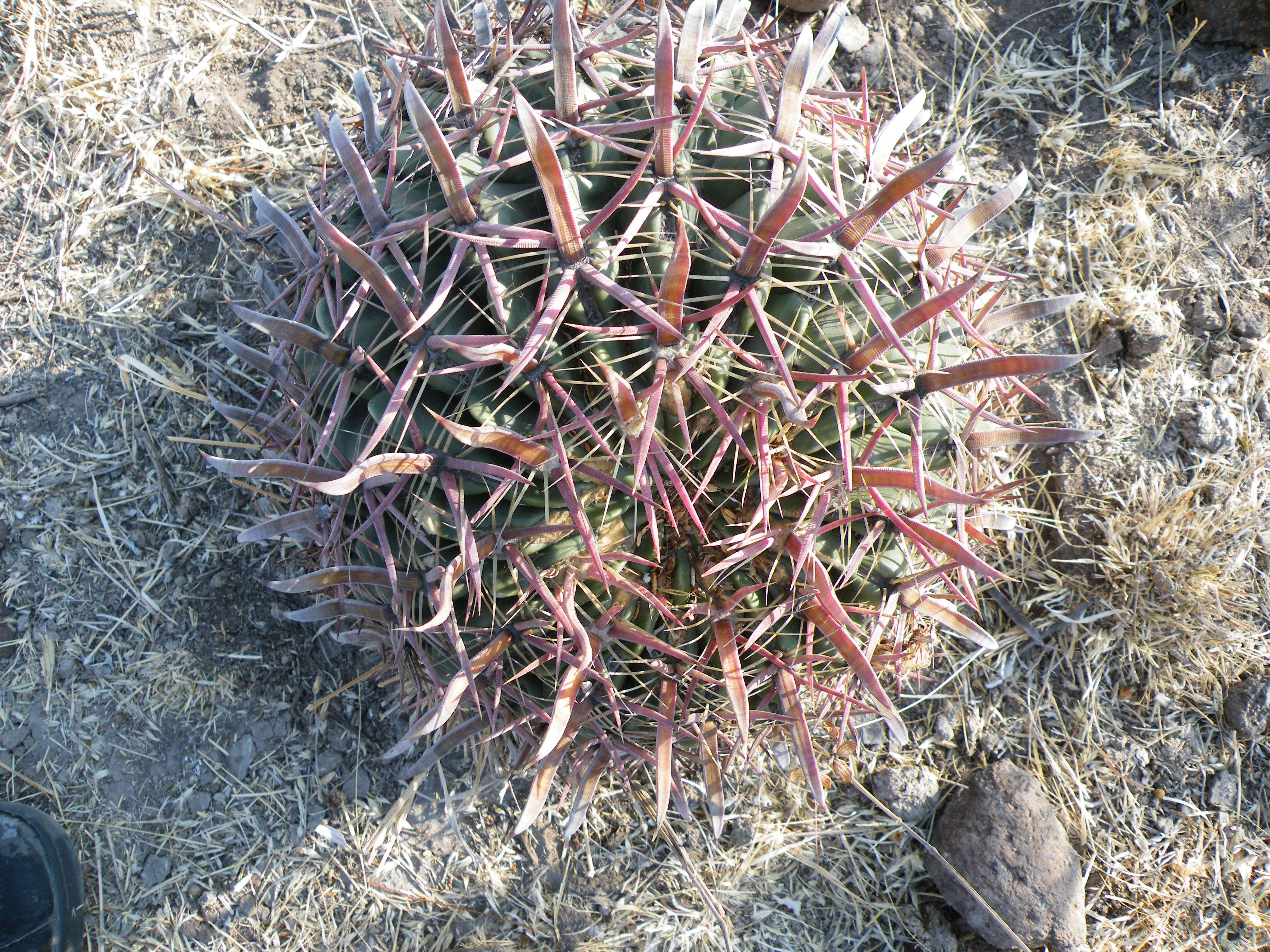 Image of Ferocactus latispinus (Haw.) Britton & Rose