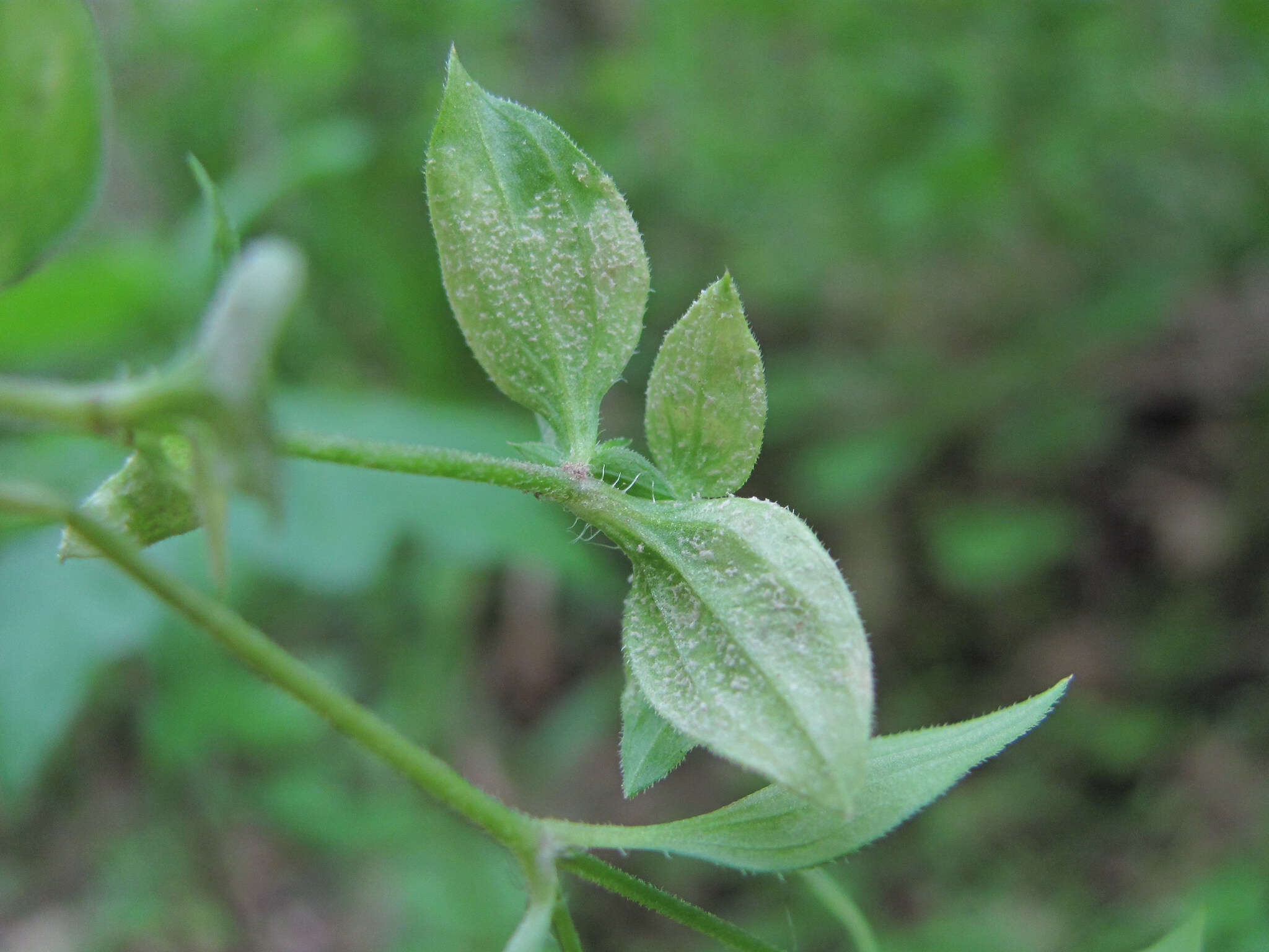 Image of Peronospora arenariae