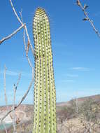 Image of Organ Pipe Cactus