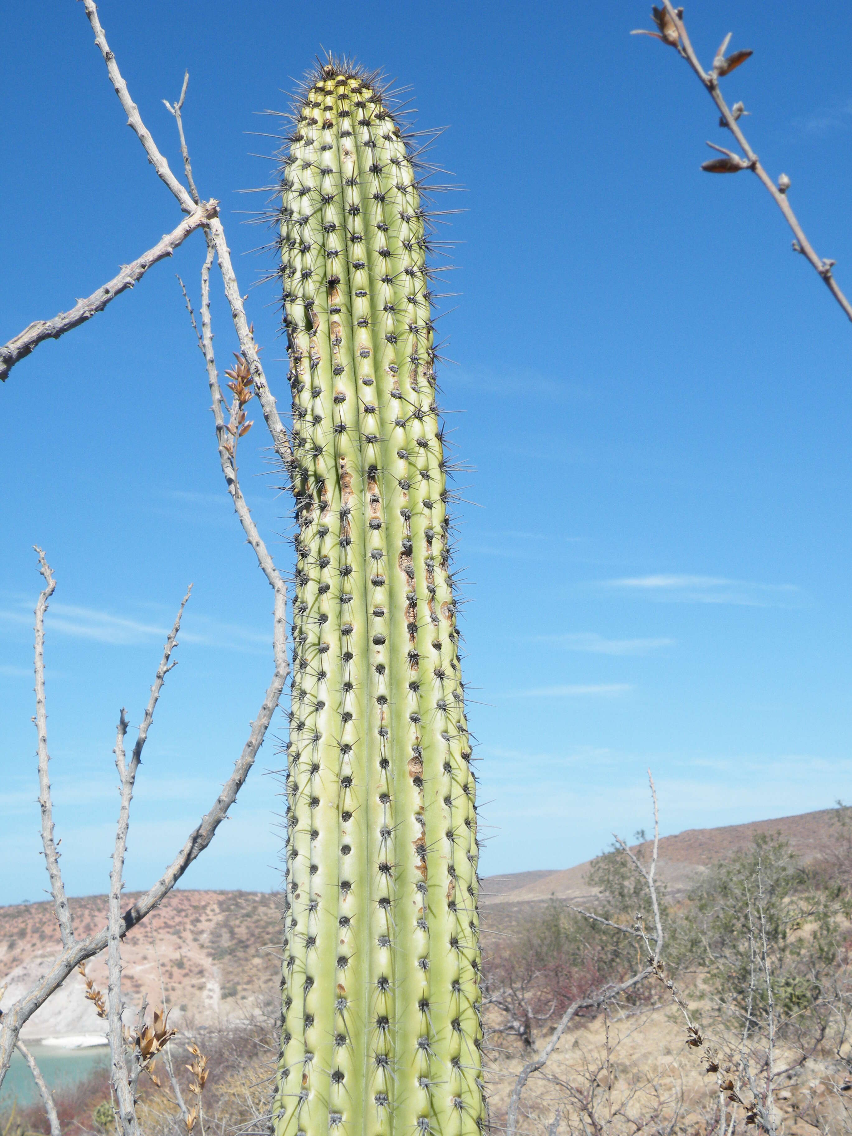 Image of Organ Pipe Cactus