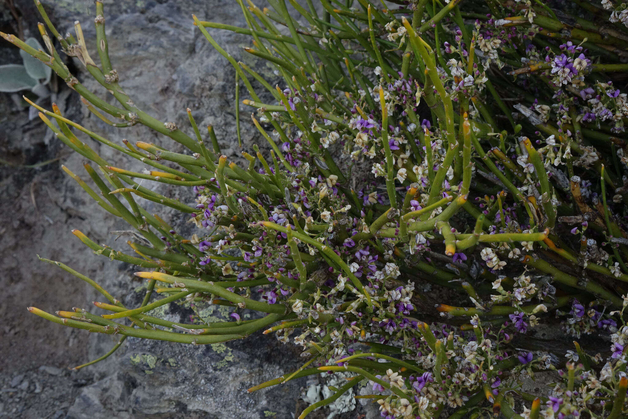 Image of Carmichaelia petriei Kirk