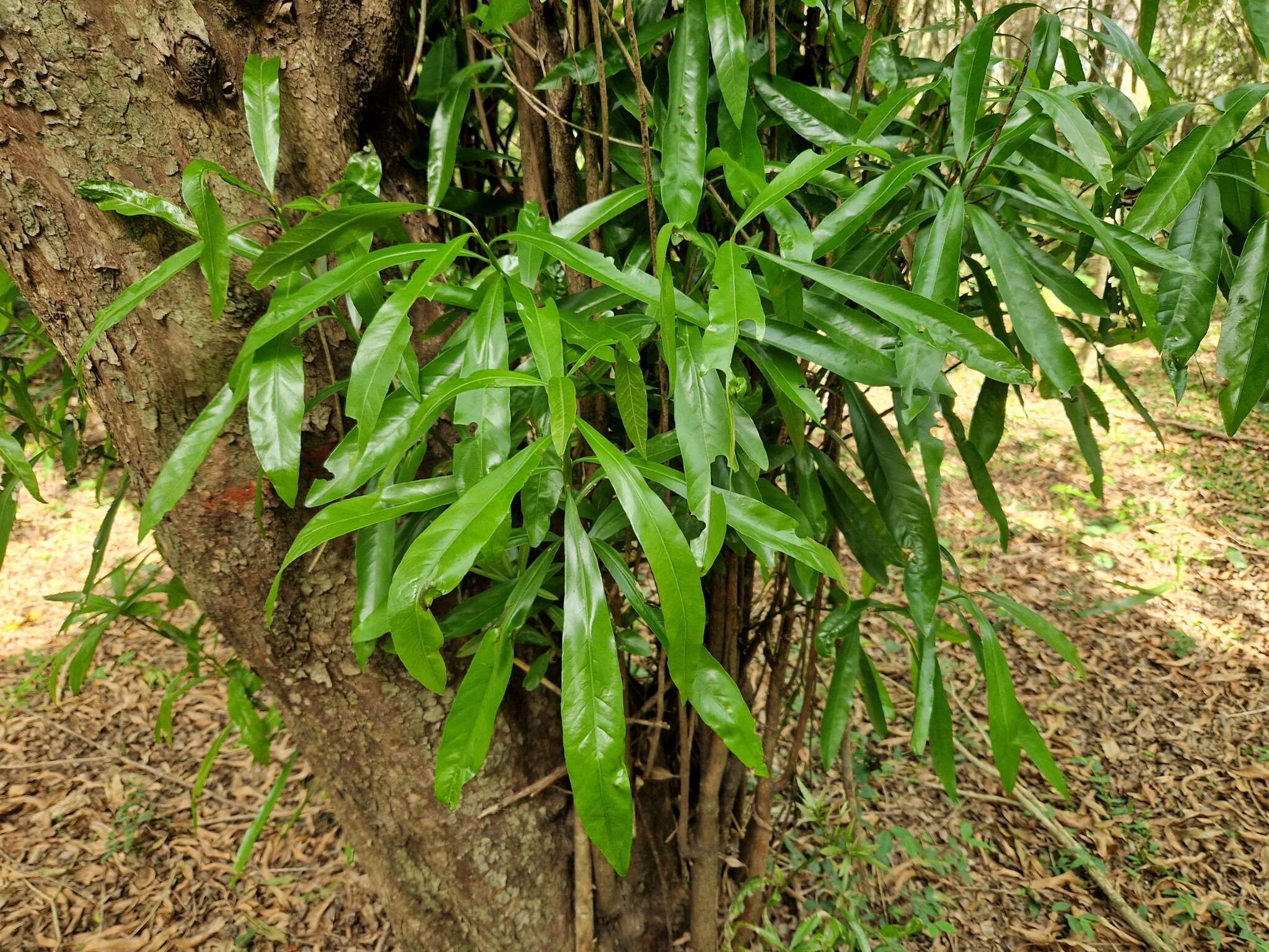 Sivun Pouteria gardneriana (A. DC.) Radlk. kuva