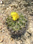 Image of Emory's barrel cactus