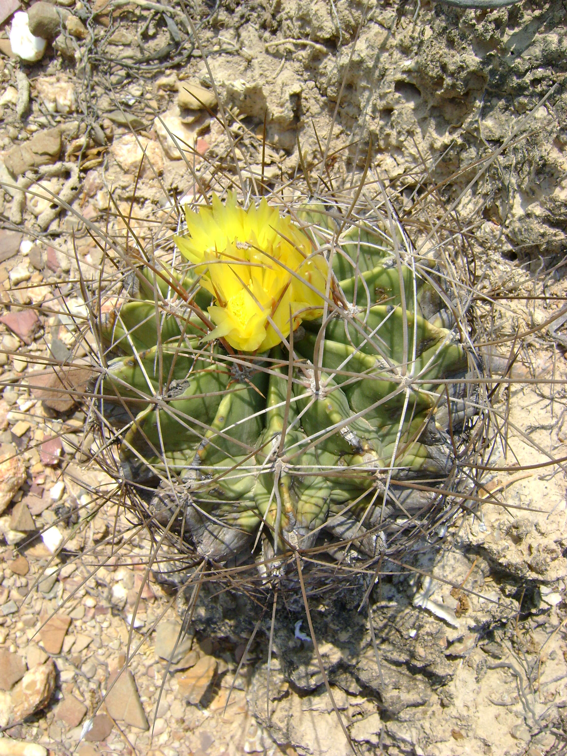 Image of Emory's barrel cactus