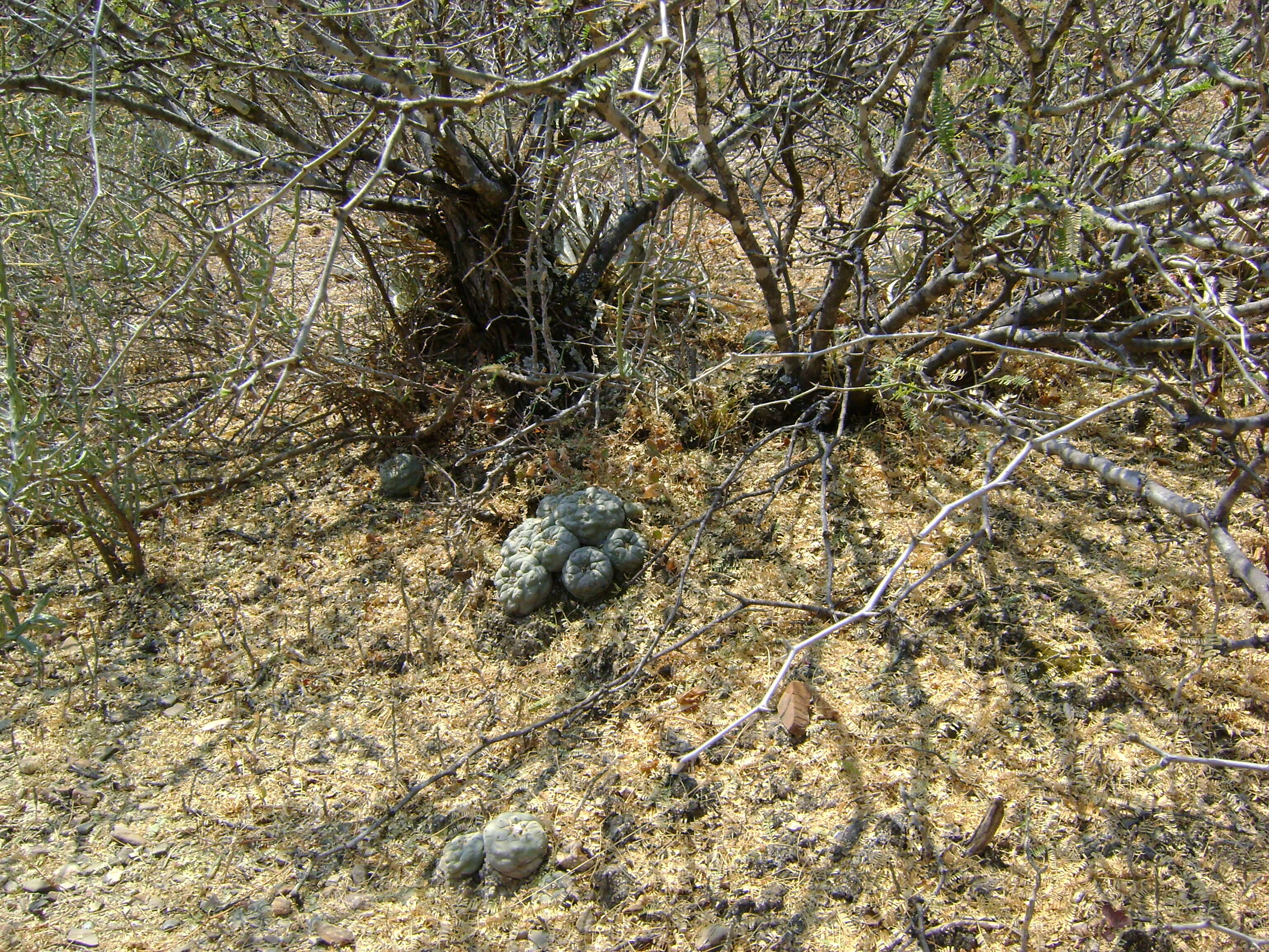 Image of Peyote