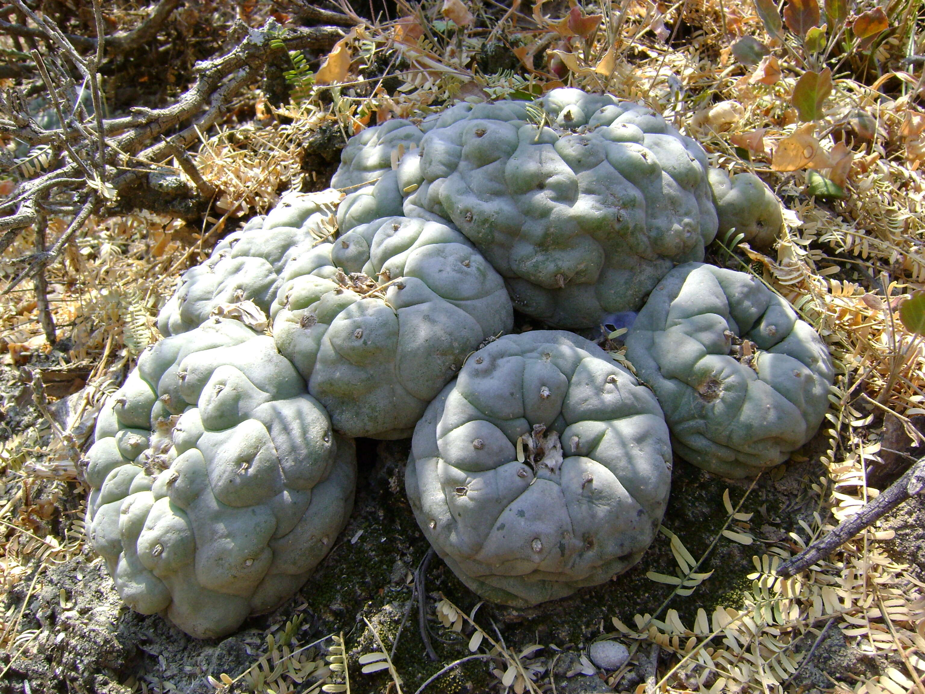 Image of Peyote