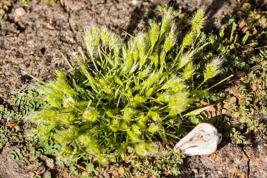 Image of Mediterranean rabbitsfoot grass