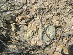 Image of Peyote