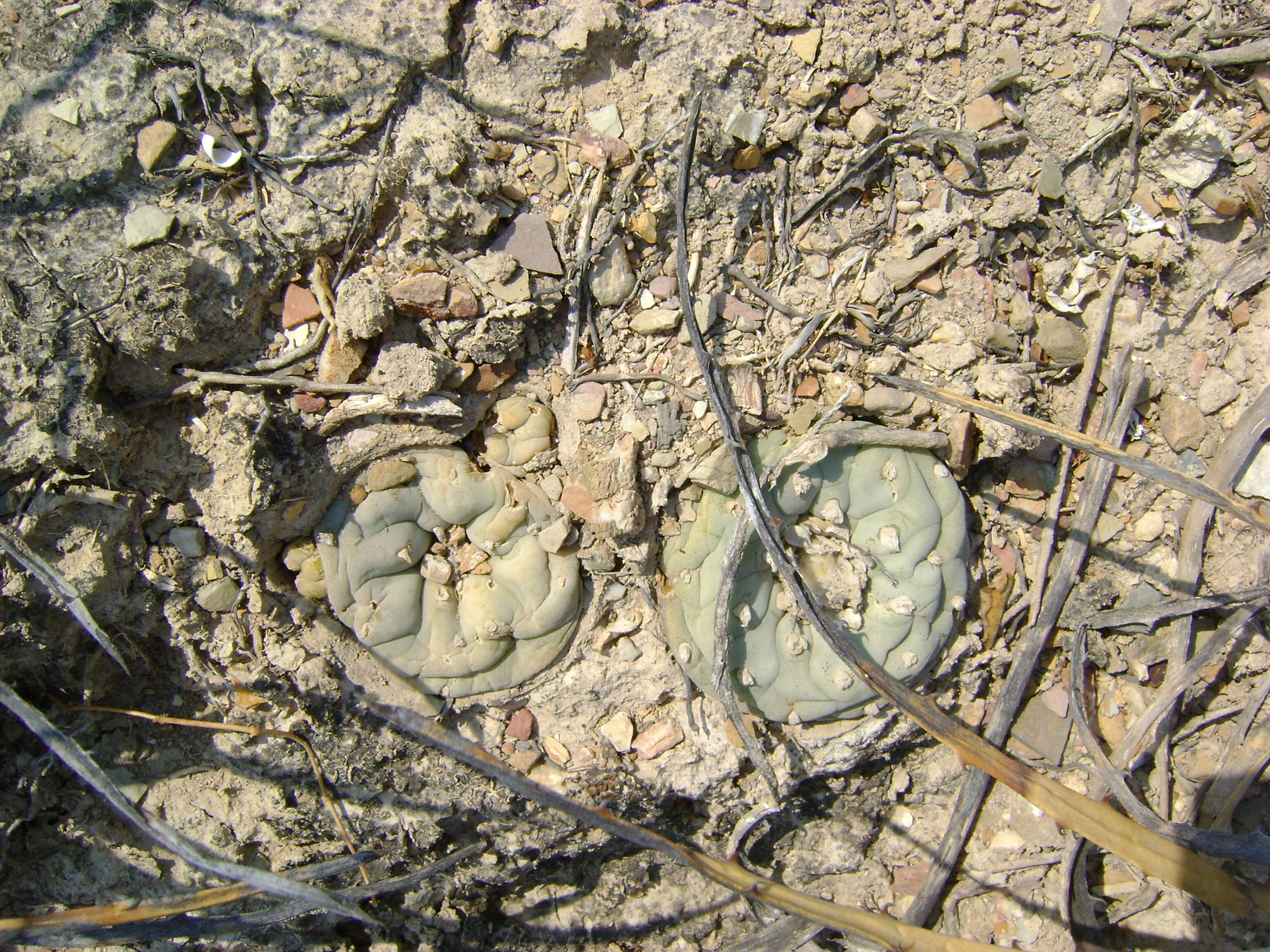 Image of Peyote