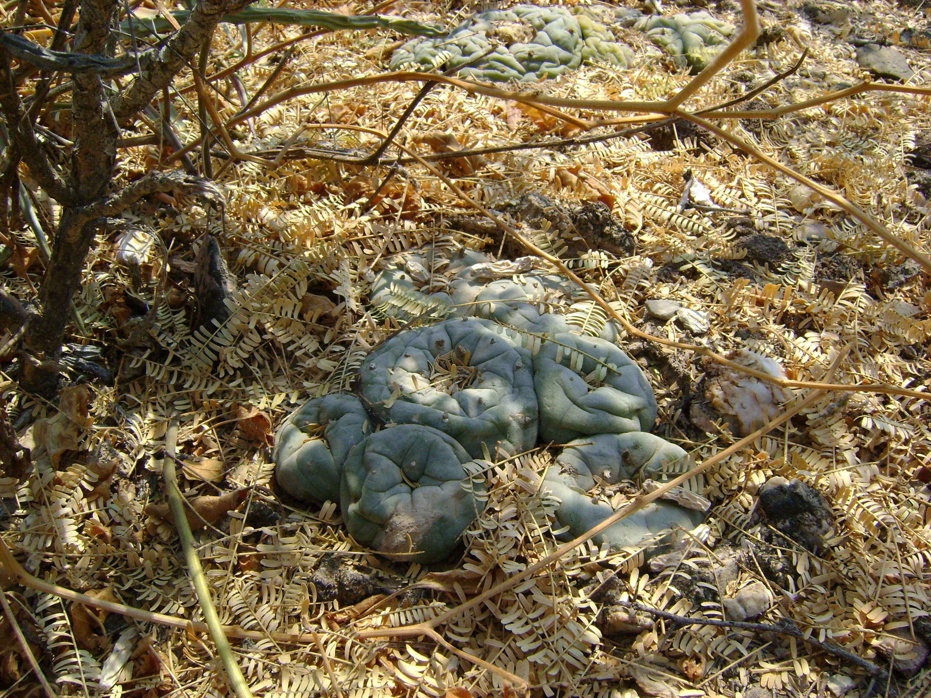 Image of Peyote