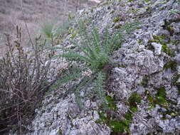 Image of Reseda suffruticosa Loefl.