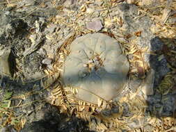 Image of Peyote