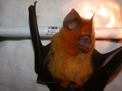 Image of Noack's Leaf-nosed Bat