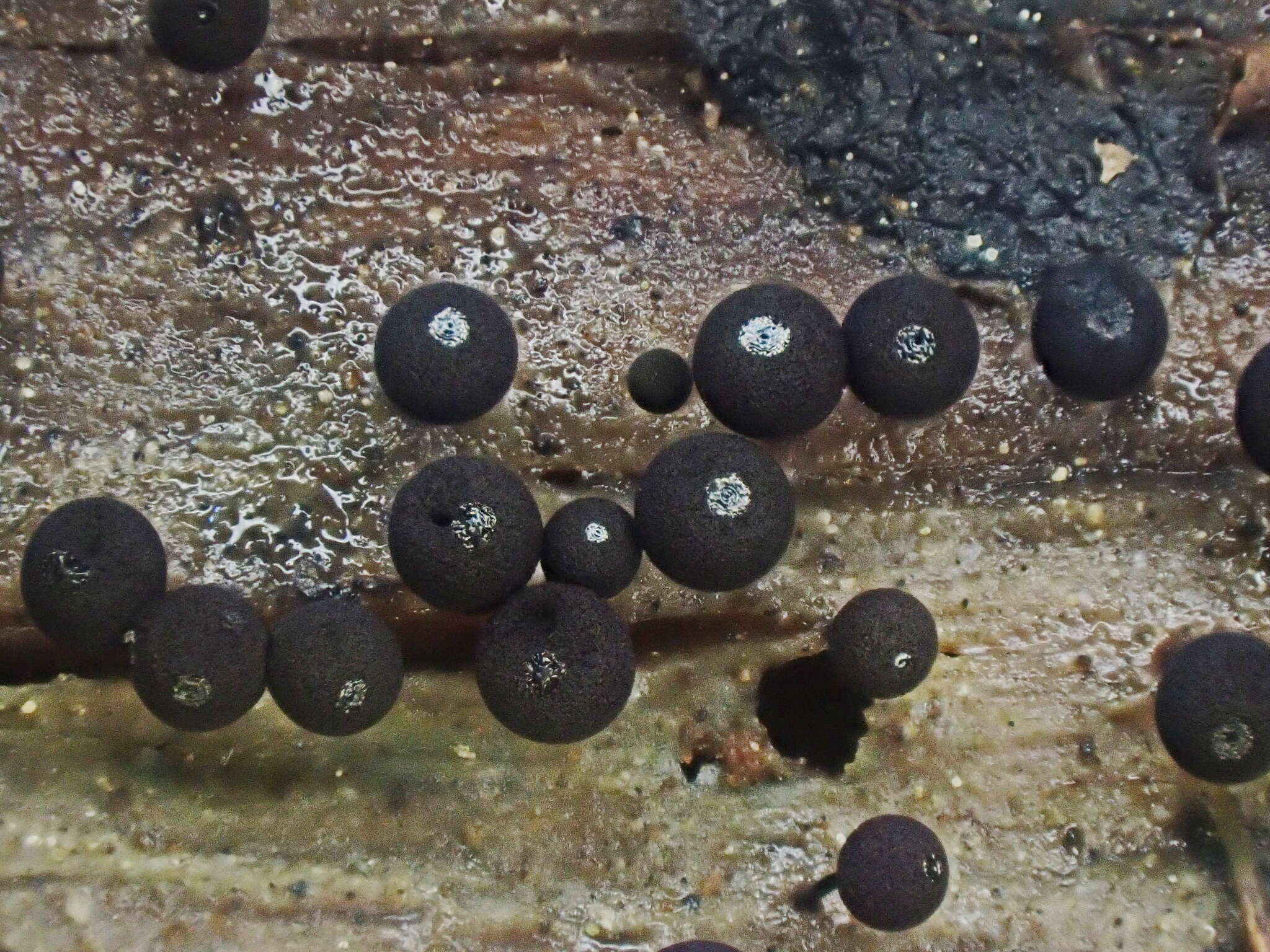 Image of Enerthenema papillatum