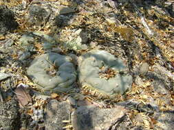 Image of Peyote