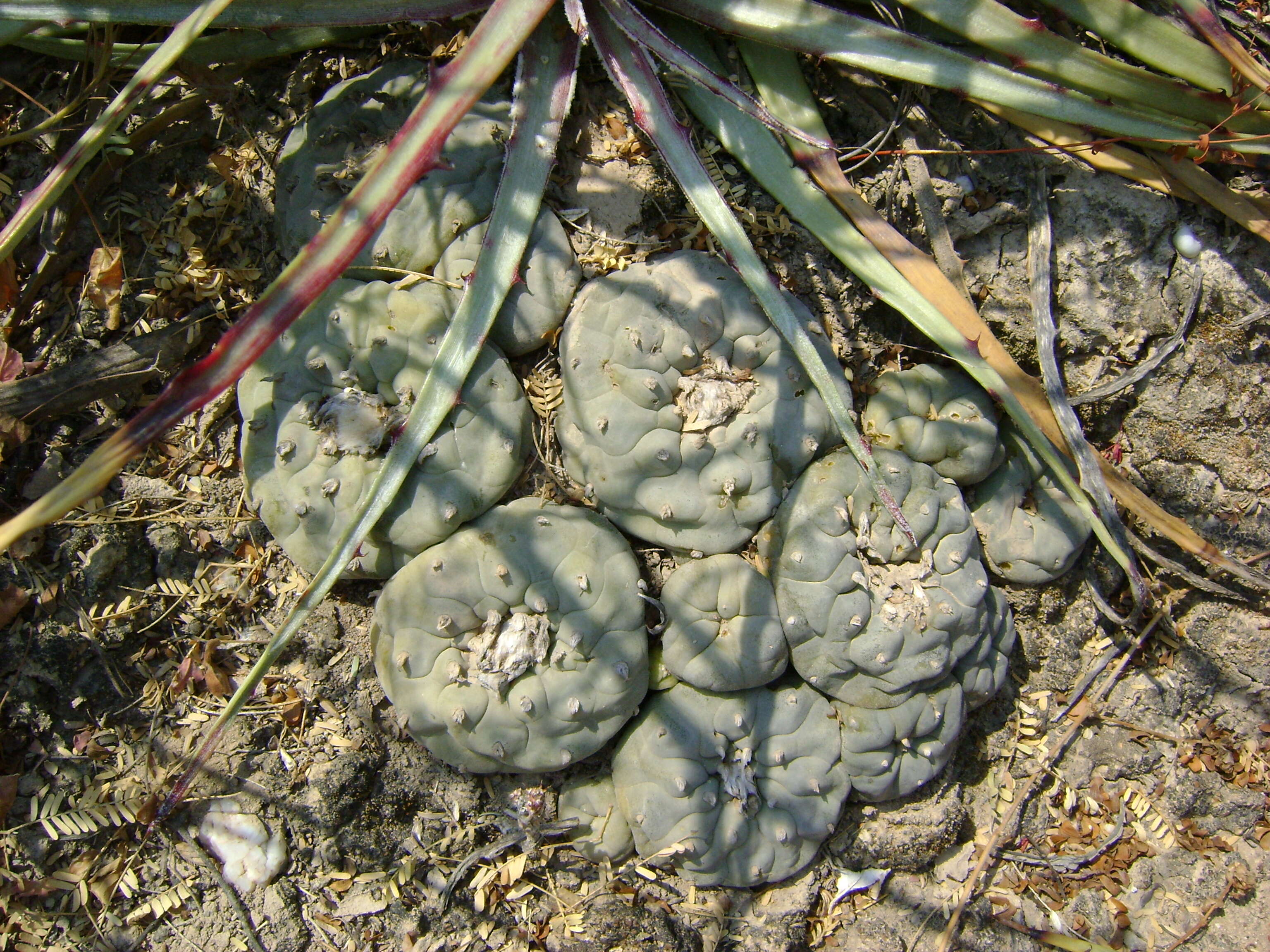 Image of Peyote