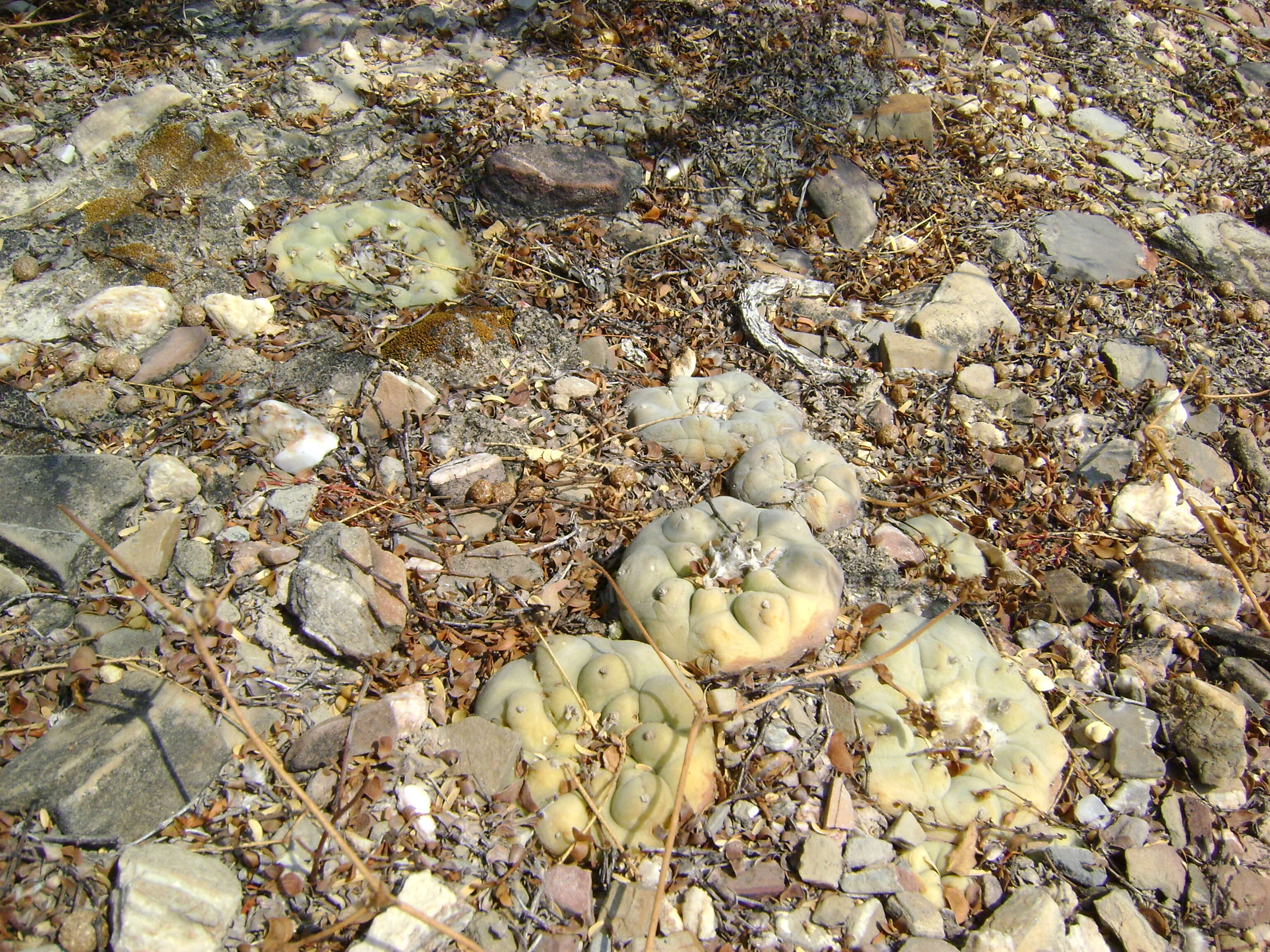 Image of Peyote