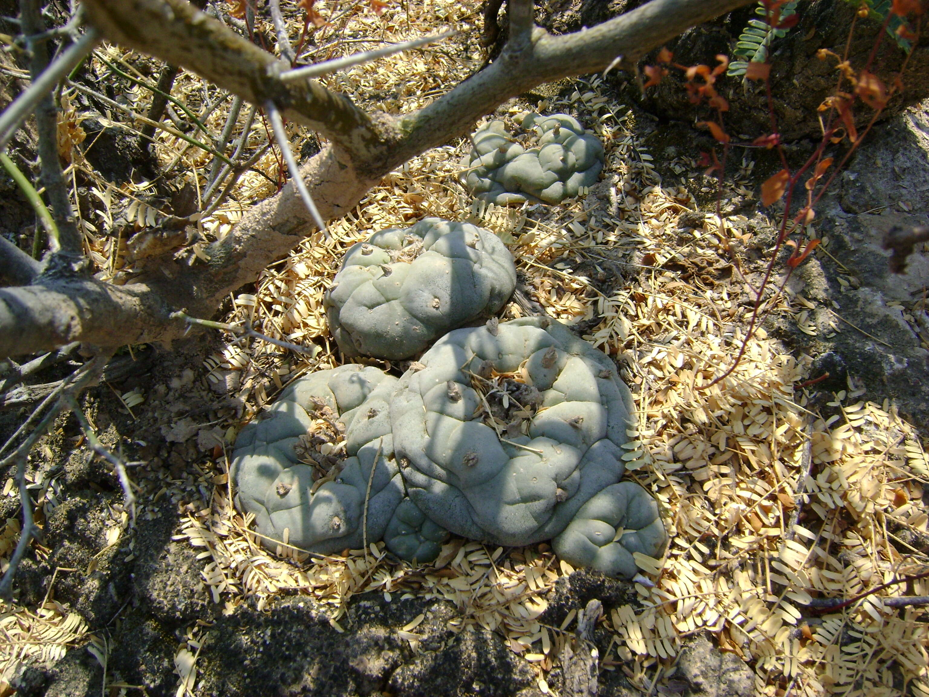 Image of Peyote