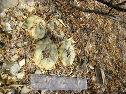 Image of Peyote