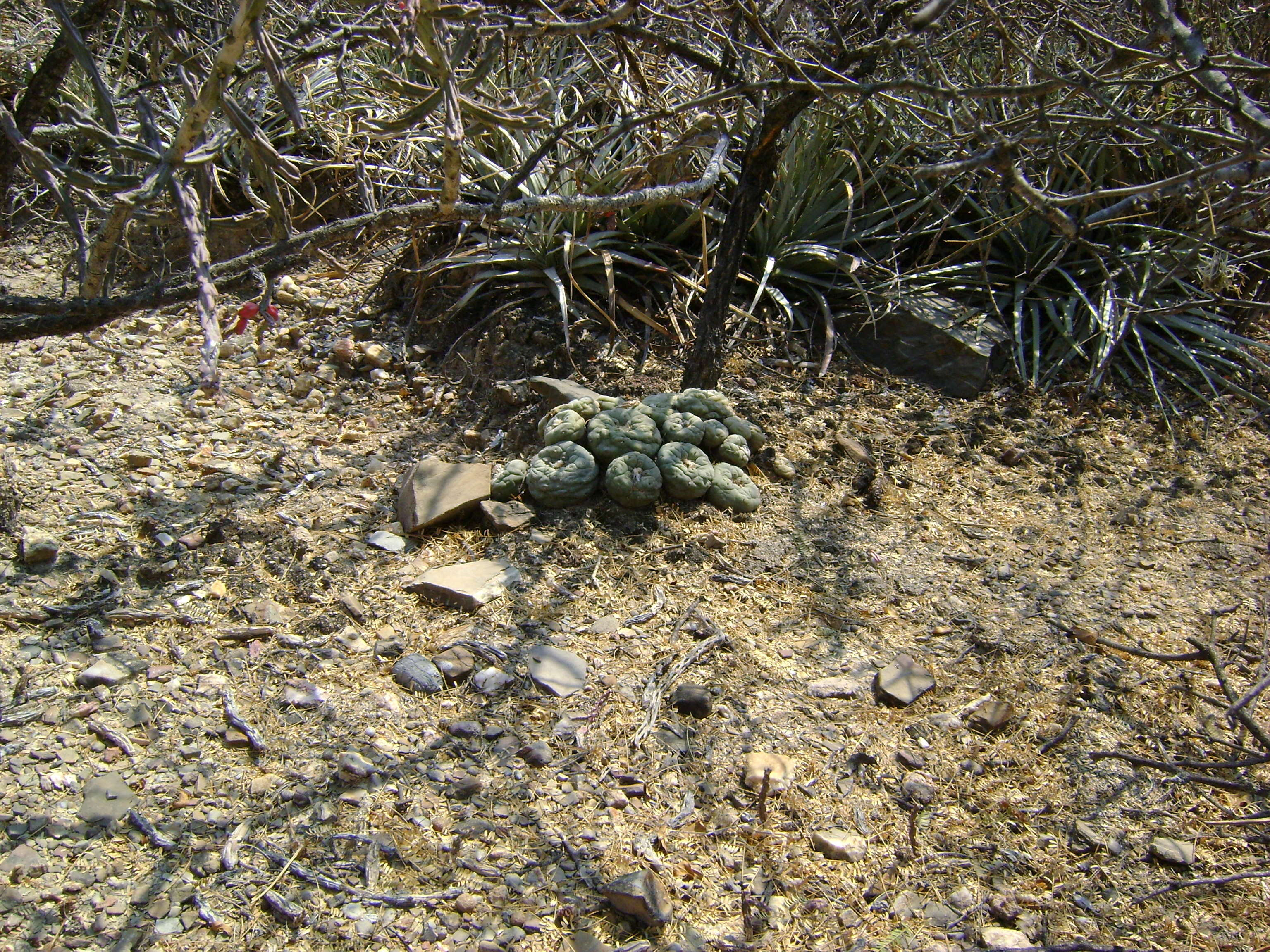 Image of Peyote