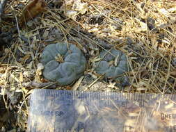 Image of Peyote