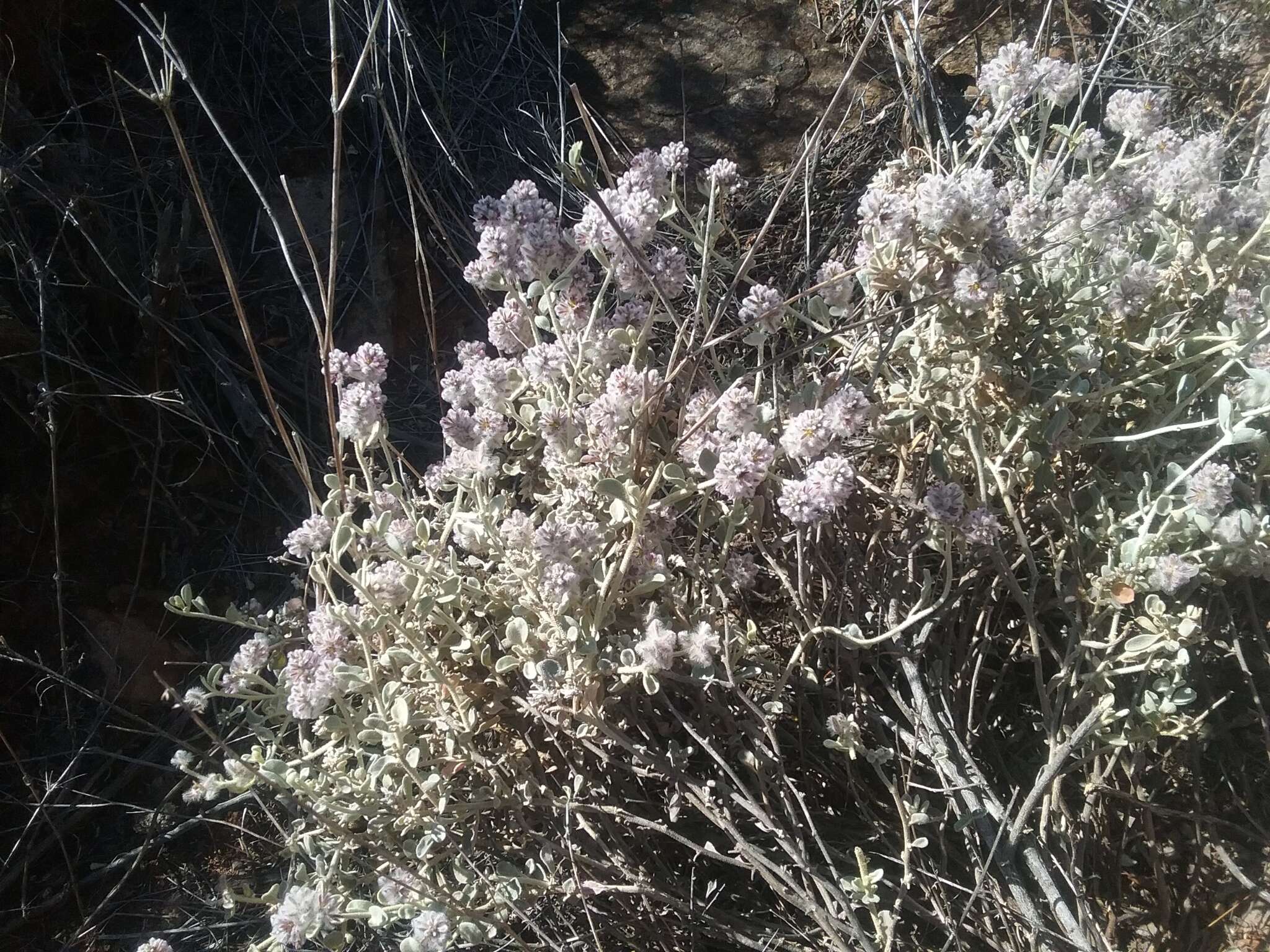 Ptilotus obovatus (Gaudich.) F. Müll.的圖片