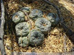 Image of Peyote