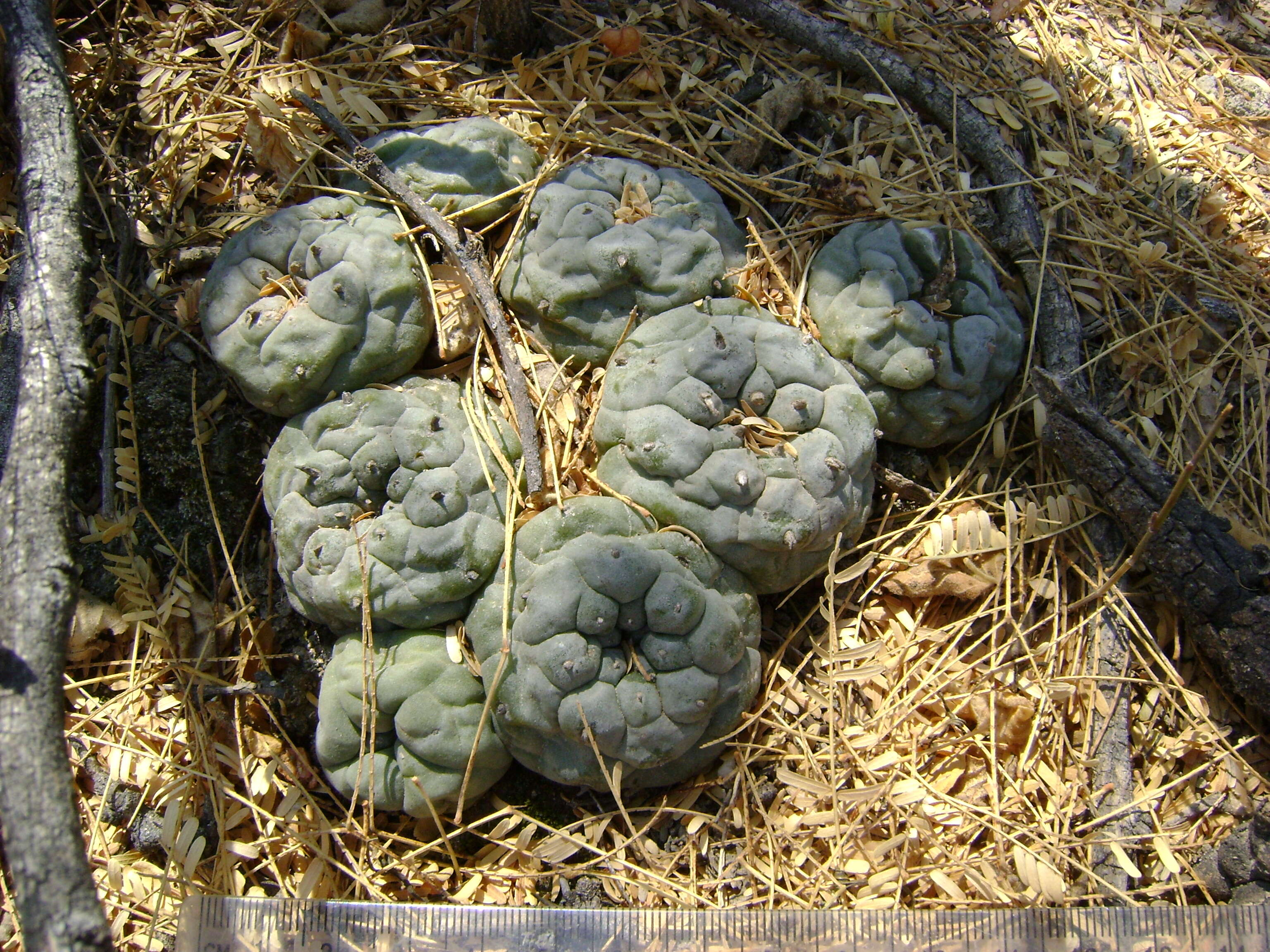 Image of Peyote