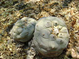 Image of Peyote