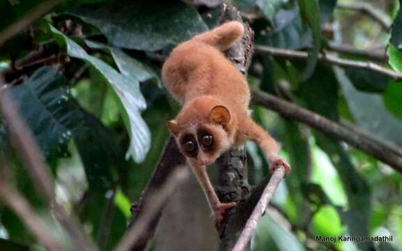 Image of slender loris