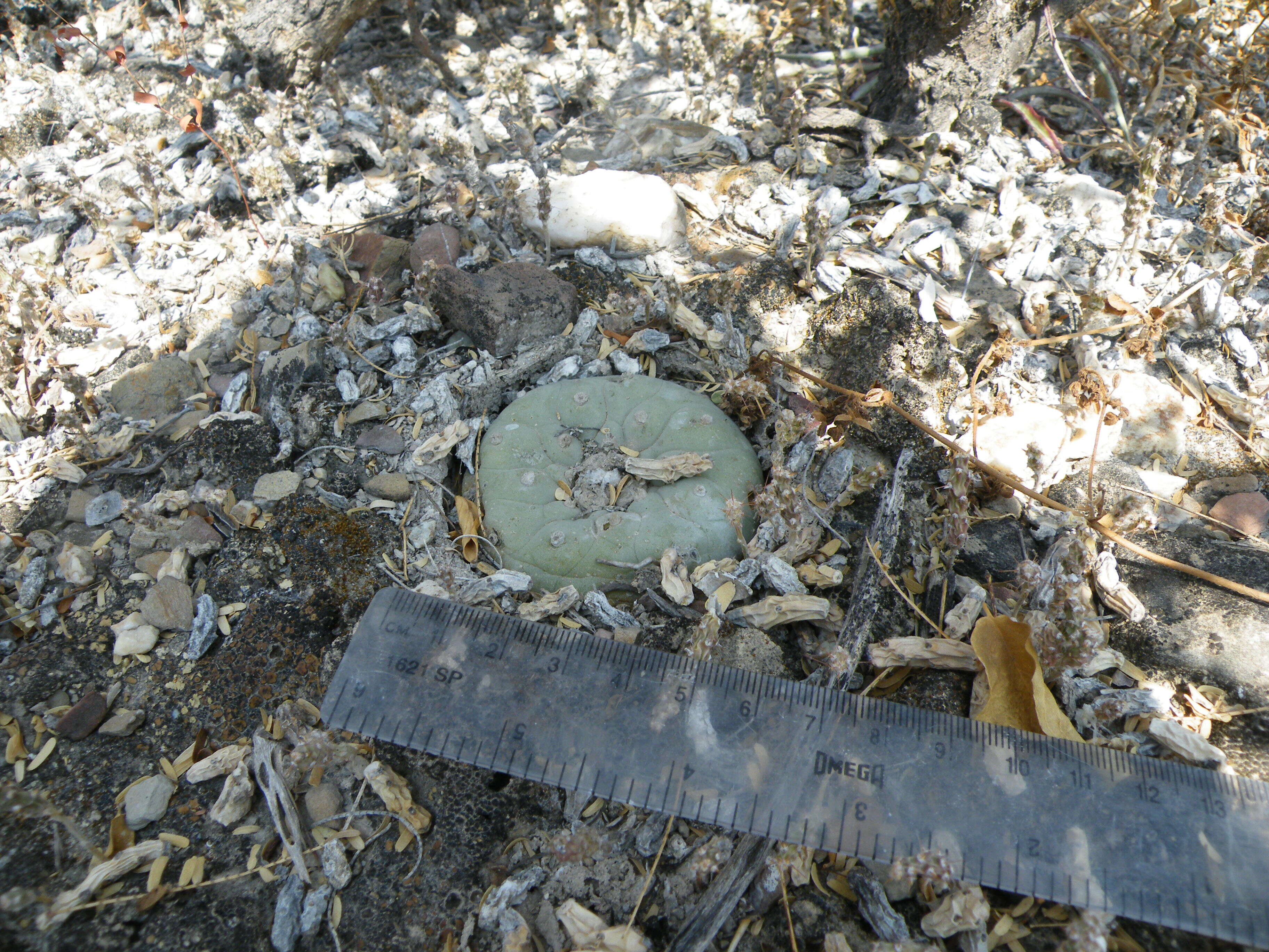 Image of Peyote