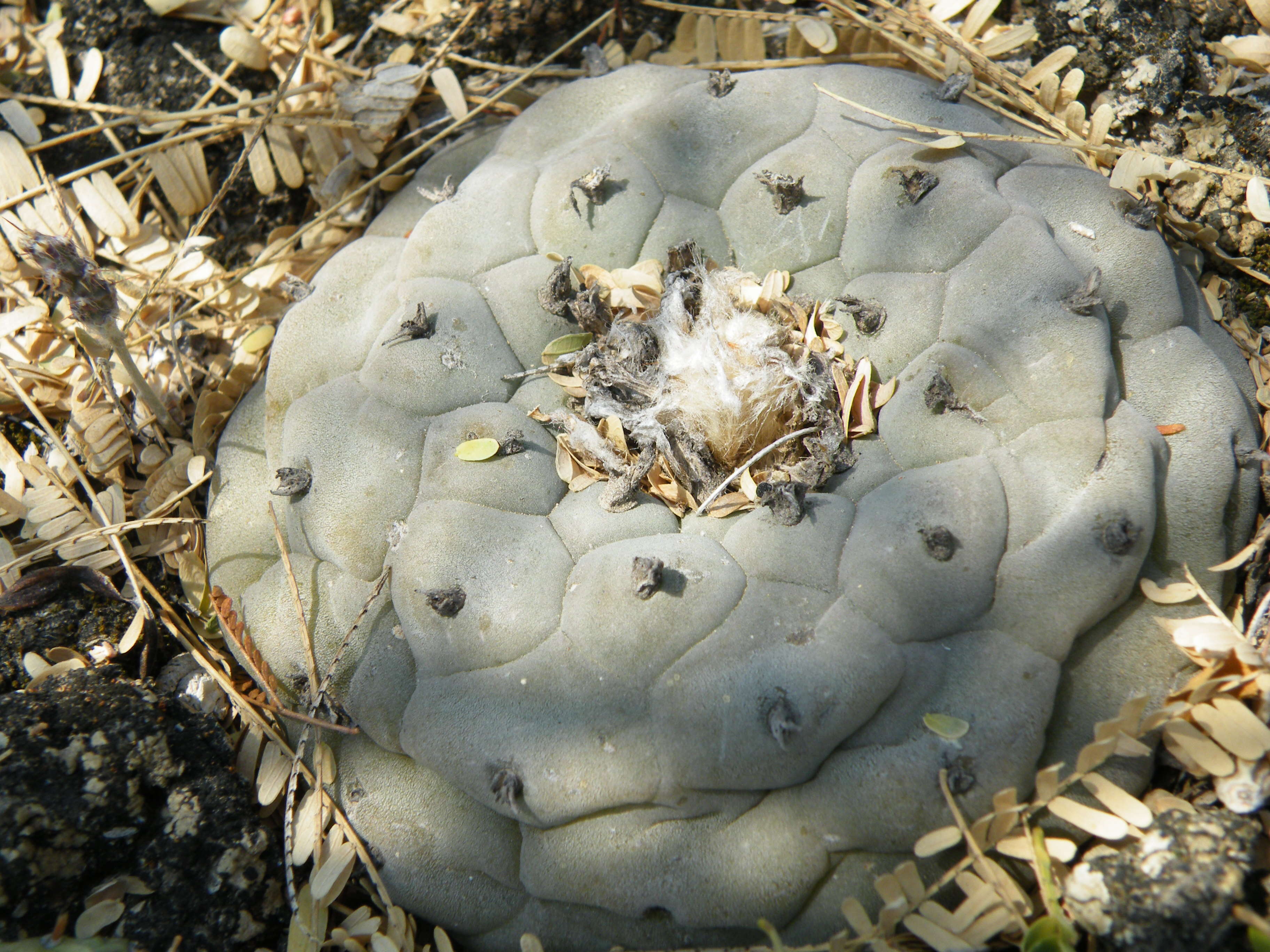 Image of Peyote