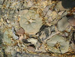 Image of Peyote