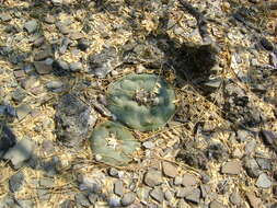 Image of Peyote