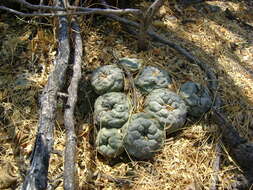 Image of Peyote