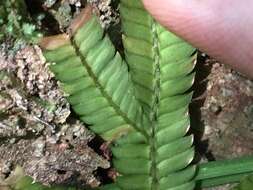 Selaginella polymorpha Badré resmi