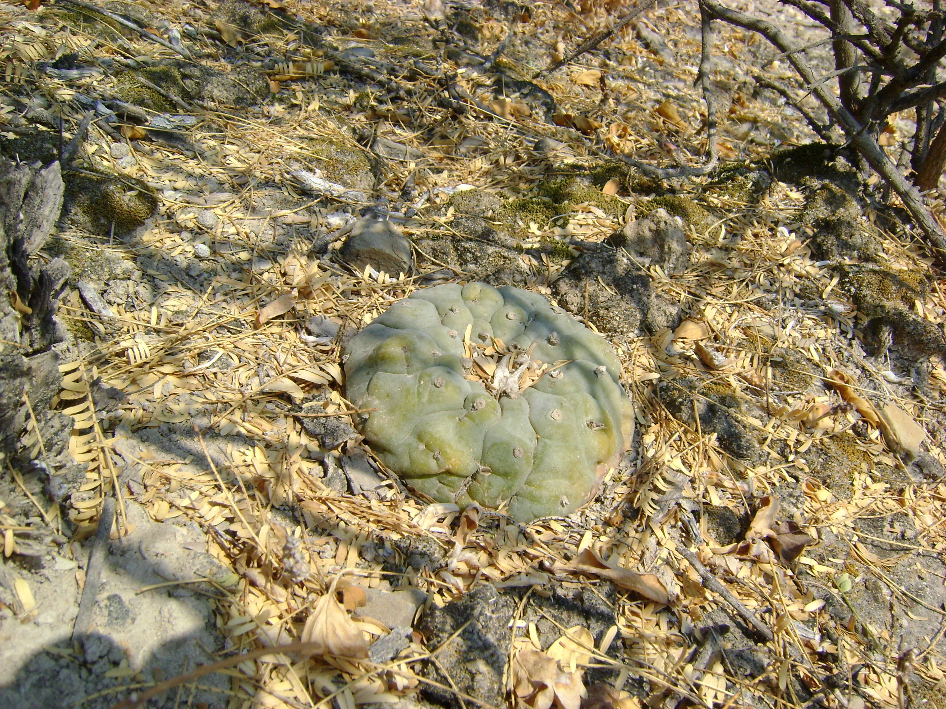 Image of Peyote