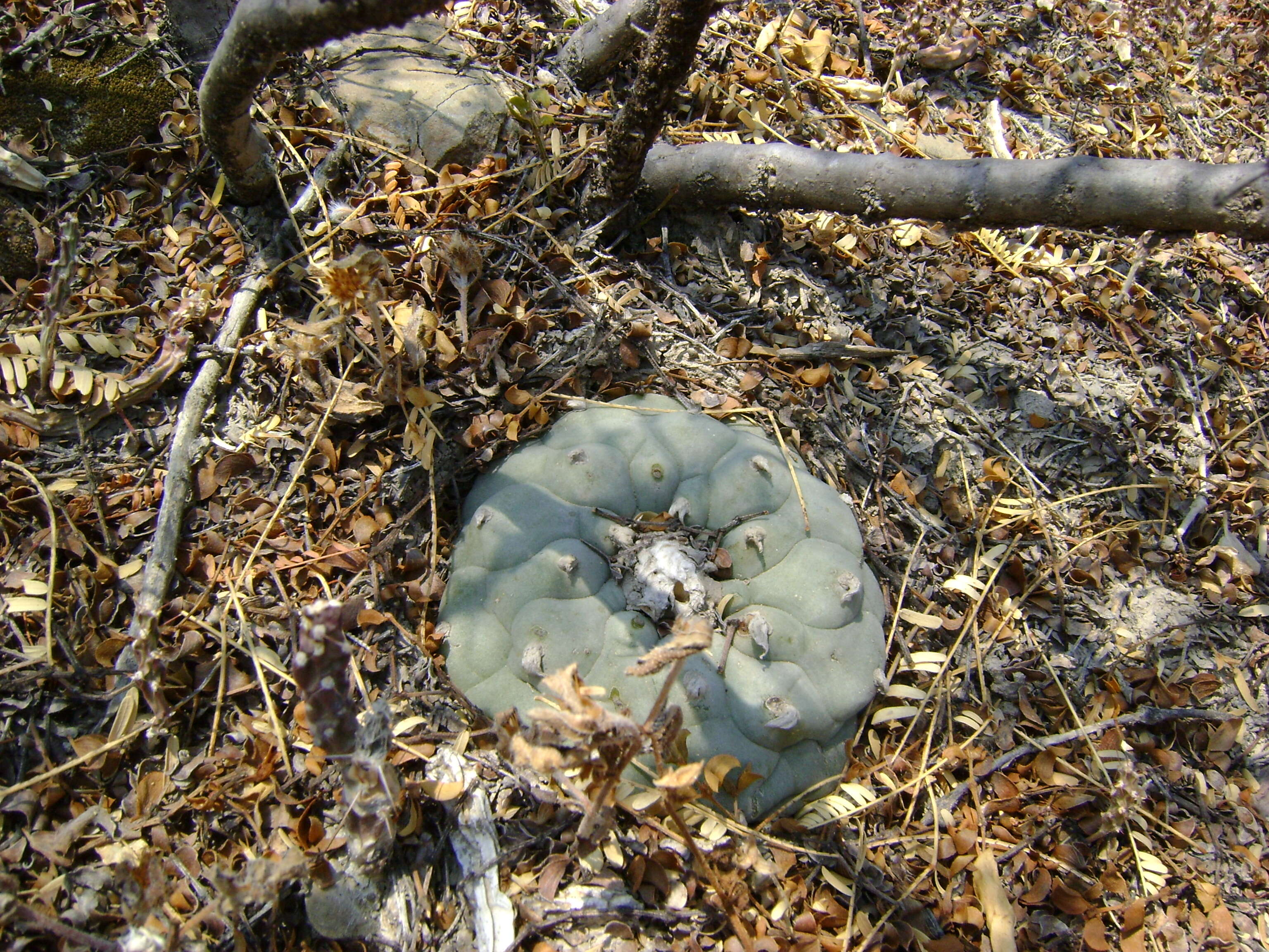 Image of Peyote